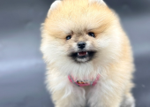 Tedy Bear Pomeranian Yavrular